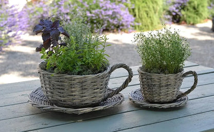 Plant Theatre 2 Willow Teacup Planters Gift Boxed