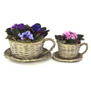 Plant Theatre 2 Willow Teacup Planters Gift Boxed