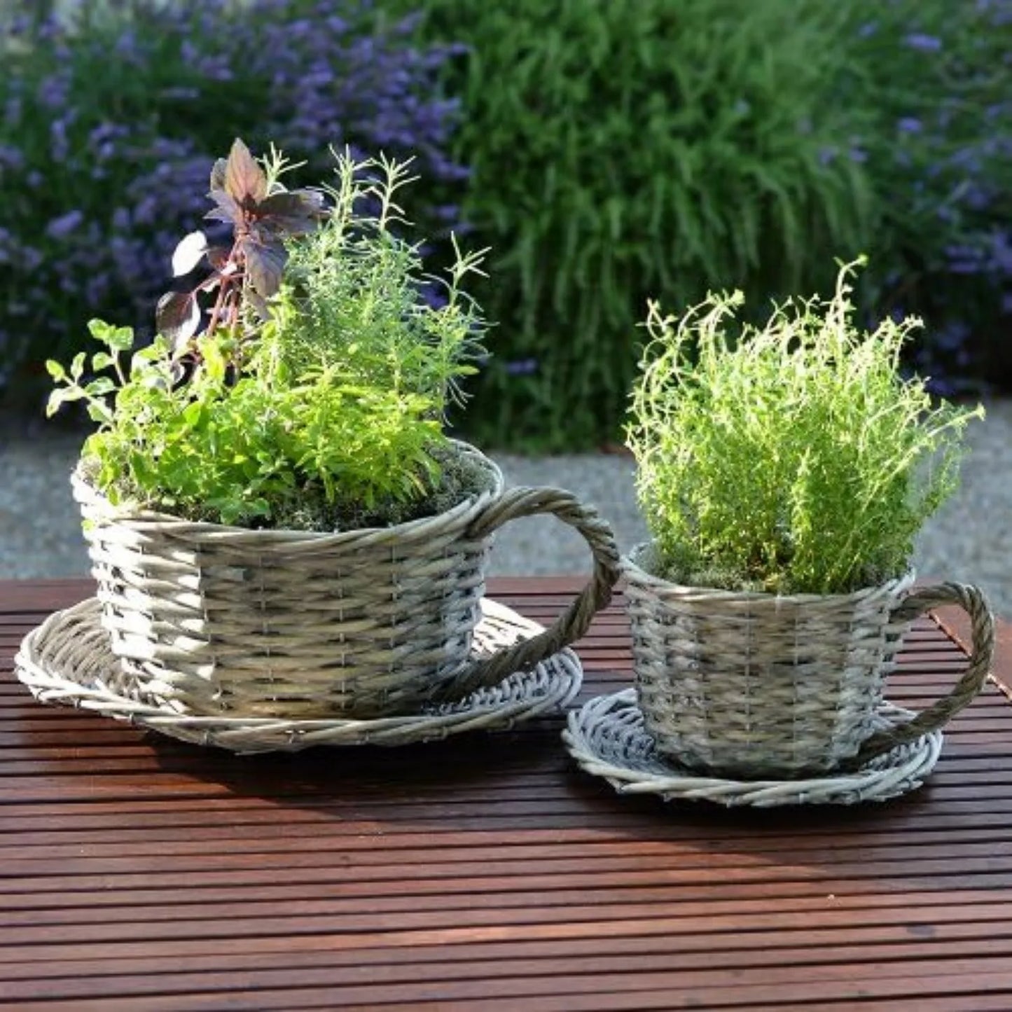 Plant Theatre 2 Willow Teacup Planters Gift Boxed