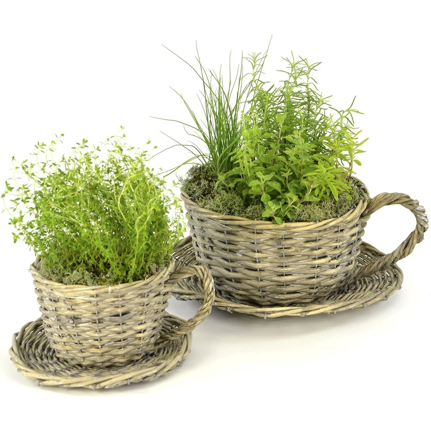 Plant Theatre 2 Willow Teacup Planters Gift Boxed