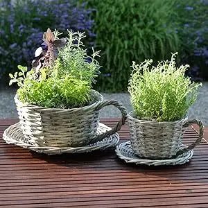 Plant Theatre 2 Willow Teacup Planters Gift Boxed