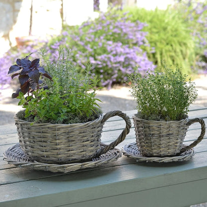 Plant Theatre 2 Willow Teacup Planters Gift Boxed