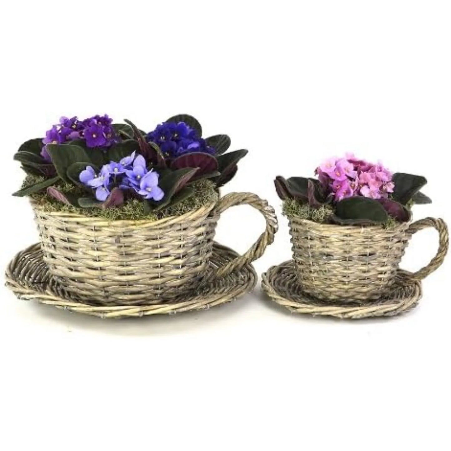 Plant Theatre 2 Willow Teacup Planters Gift Boxed