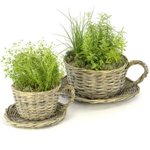 Plant Theatre 2 Willow Teacup Planters Gift Boxed